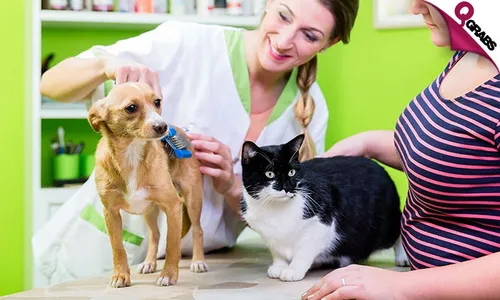 Grooming for Your Dogs & Cats!